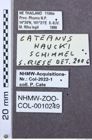 Etiketten zu Selasia zernyi (NHMW-ZOO-COL-0010249)